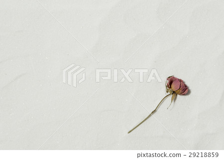 沙子和玫瑰 29218859