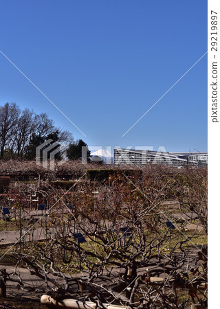 金代植物園玫瑰園和富士山 29219897