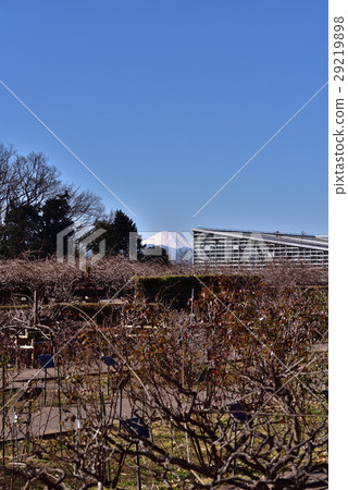 Jindai Plant Park Rose Garden and Mt. Fuji 29219898