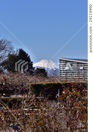 金代植物園玫瑰園和富士山 29219900