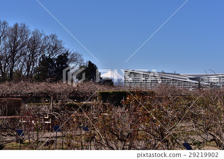金代植物園玫瑰園和富士山 29219902