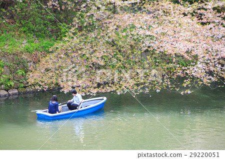 Chidorigafuchi park during the spring season. 29220051