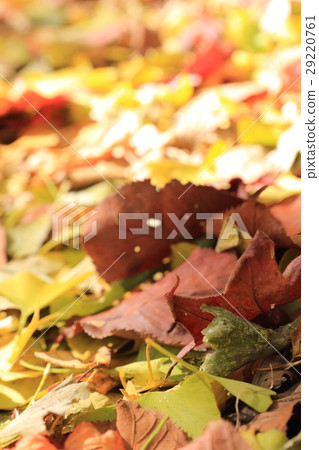 北海道大學 銀杏大道 29220761