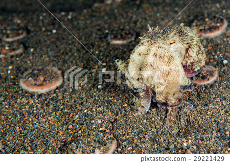 coconut octopus underwater portrait hiding in sand coconut octopus underwater portrait hiding in sand 29221429