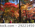 Autumn leaves 29221450