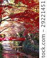 Autumn leaves 29221451