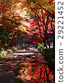 Autumn leaves 29221452