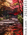 Autumn leaves 29221453