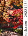 Autumn leaves 29221454