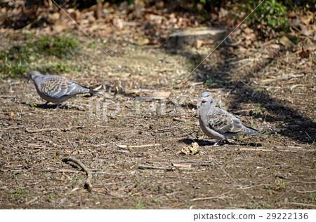 Pheasant butterfly (chick pigeon) 29222136