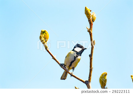 Spring stroll road tits 29222311