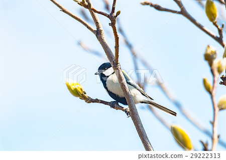 春天漫步道路山雀 29222313