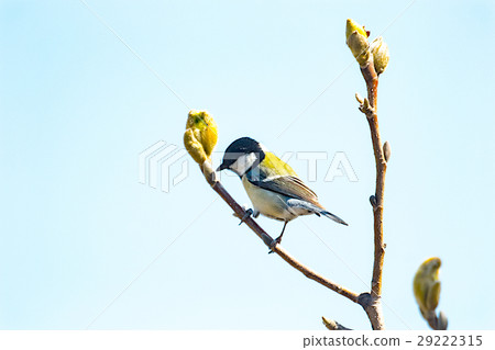 春天漫步路龜 29222315