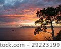 Pine tree over sea on fire sunset 29223199
