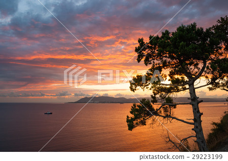 Pine tree over sea on fire sunset 29223199