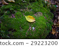 Leaf over green stone 29223200