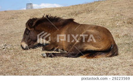 Misaki Ma Misaki Ma 29223569