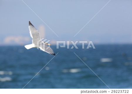 Seguro gull Seguro gull 29223722