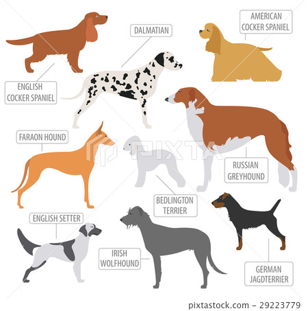 Hunting dog breeds collection isolated on white 29223779