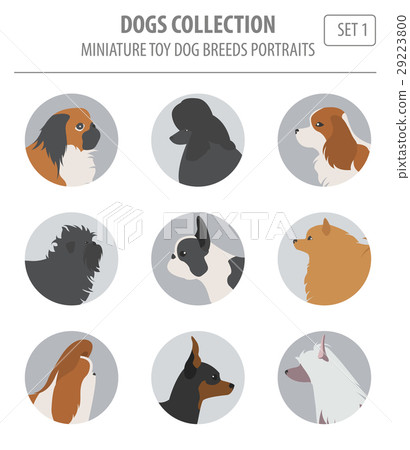 Miniature toy dog breeds collection isolated Miniature toy dog breeds collection isolated 29223800