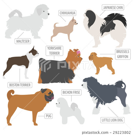 Miniature toy dog breeds collection isolated Miniature toy dog breeds collection isolated 29223802