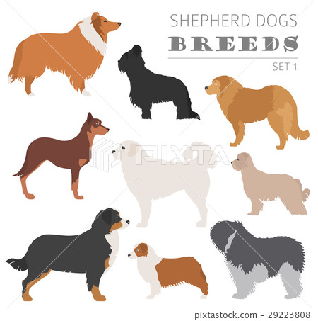 Shepherd dog breeds, sheepdogs collection isolated 29223808