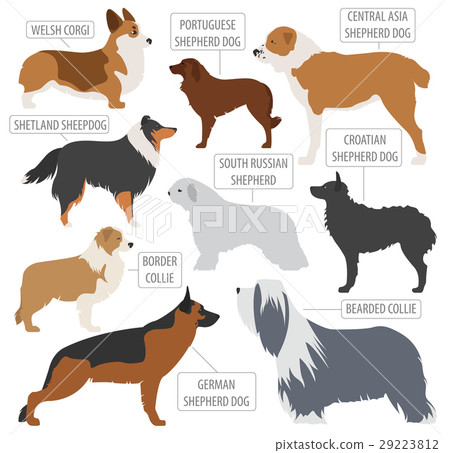 Shepherd dog breeds, sheepdog collection isolated  29223812