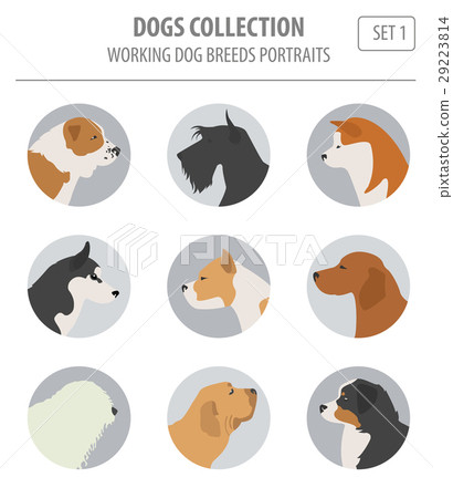 Working (watching) dog breeds collection isolated  29223814