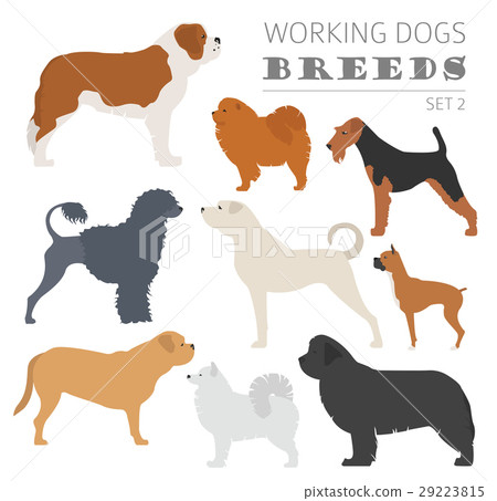 Working (watching) dog breeds collection isolated  29223815