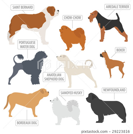 Working (watching) dog breeds collection isolated  29223816