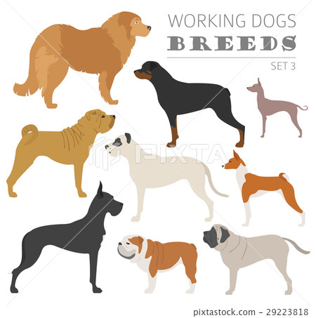 Working (watching) dog breeds collection isolated  29223818