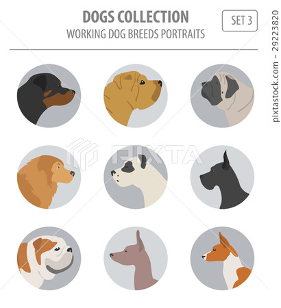 Working (watching) dog breeds collection isolated  29223820