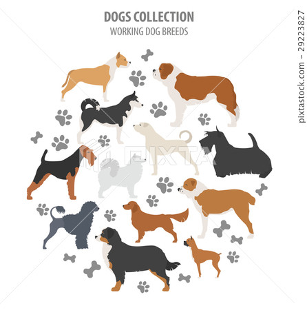 Working (watching) dog breeds collection isolated Working (watching) dog breeds collection isolated 29223827