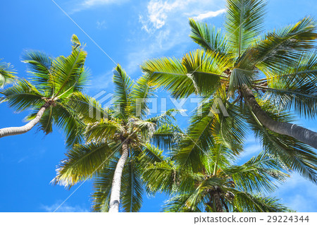 Coconut palm trees over the sky Coconut palm trees over the sky 29224344