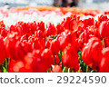 Tulip field 29224590