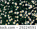 Flowers 29224591