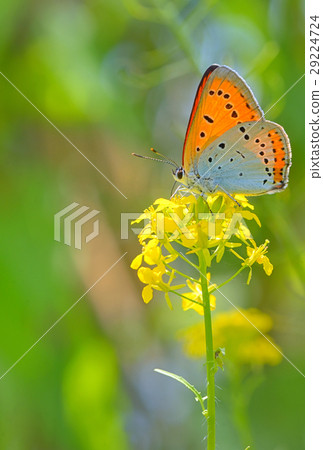 Orange butterfly on summer flower Orange butterfly on summer flower 29224724