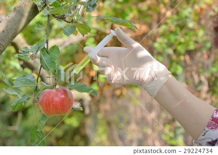 Injecting liquid to red apple using syringe 29224734