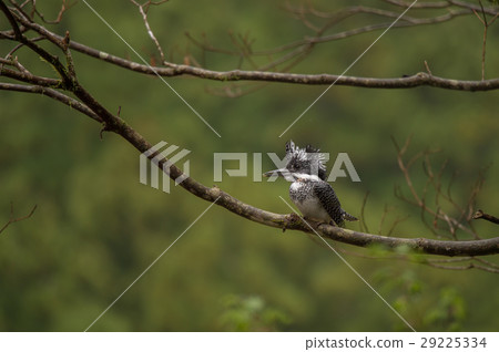 Yamazaki living in a stream Yamazaki living in a stream 29225334