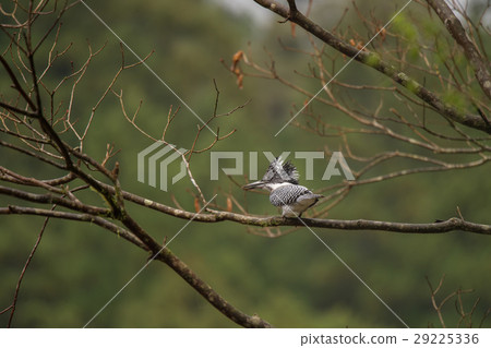 Yamasemi stopping at your favorite branch Yamasemi stopping at your favorite branch 29225336