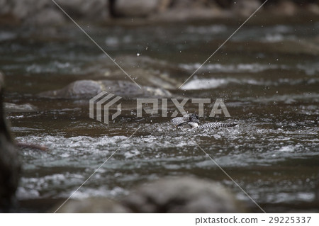 A scene of a yam cemetery to be bathed in 29225337
