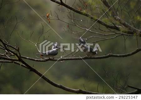 Friendly Yamazaki number Friendly Yamazaki number 29225347