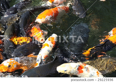 彩色鯉魚 彩色鯉魚 29225936