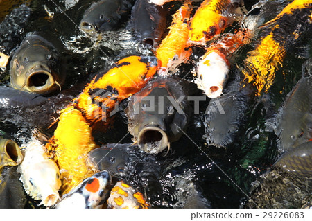 Nishikigoi Nishikigoi 29226083