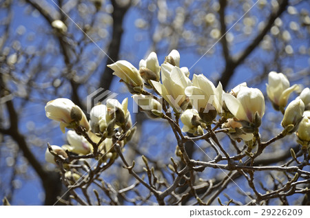 Haku Mokuren(Shiraki Ren) Haku Mokuren(Shiraki Ren) 29226209