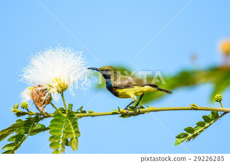 Olive-backed sunbird Olive-backed sunbird 29226285