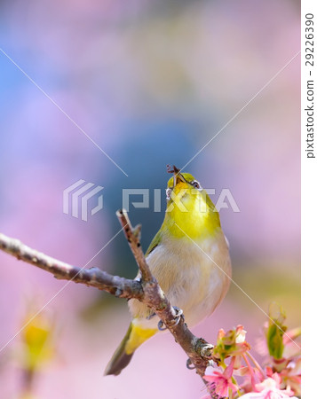 A cherry tree on the cherry tree A cherry tree on the cherry tree 29226390