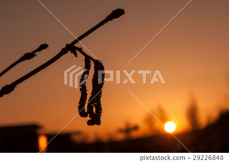 closeup of hazel flower on sunset background closeup of hazel flower on sunset background 29226848