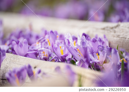 Spring crocus flowers Spring crocus flowers 29226950