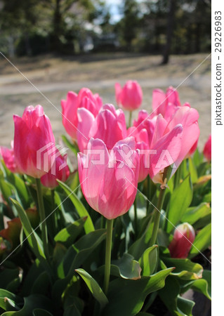 Tulip 29226983